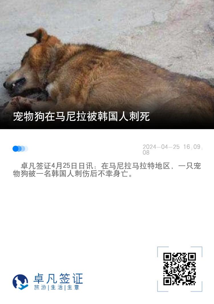 宠物狗在菲律宾马尼拉被韩国人刺死